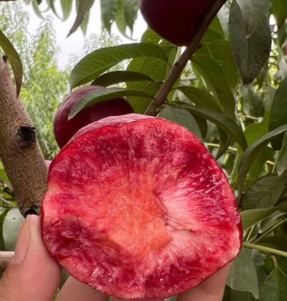 Chinese Blood Peach. Never tried? 24‑hour cold delivery. 100% guarantee on damaged fruit